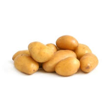 New Season Fresh Yellow Skin Spring Harvest Potato with Good Quality